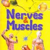 Human Body Facts: Nerves & Muscle | OM KIDZ