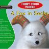 Funny Photo Phonics A Fox in Socks | Shree Book Centre