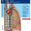 THIEME DISSECTOR Vol. I (Upper Limb And Thorax) | VISHRAM SINGH, G.P. PAL, S.D. GANGANE, SANJOY SANYAL | Thieme Medical Publishers