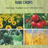 CROP IMPROVEMENT -2 RABI CROPS | RAJENDRA KUMAR YADAV